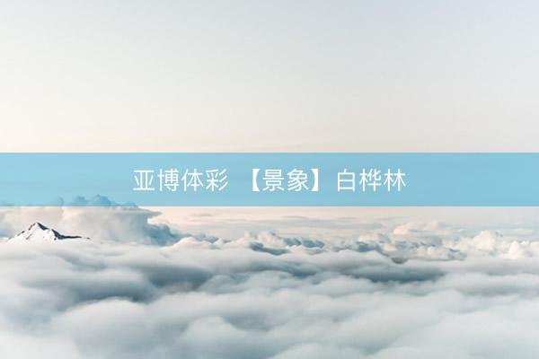 亚博体彩 【景象】白桦林